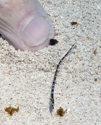 Divemaster pointing to a small Shortfin Pipefish (Cosmoca... by Jim Chambers 